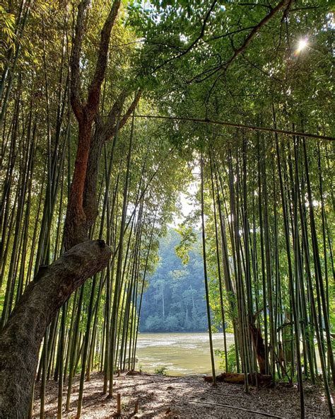 FAMILY HIKE TO THE BAMBOO FOREST