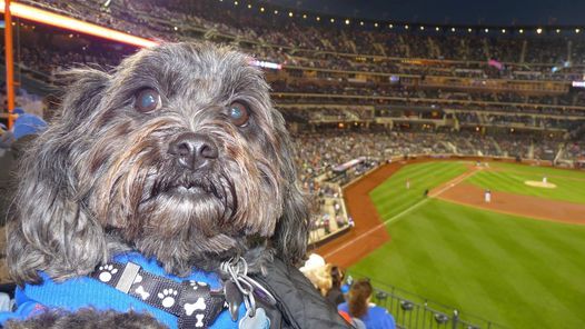 Bark at the Park