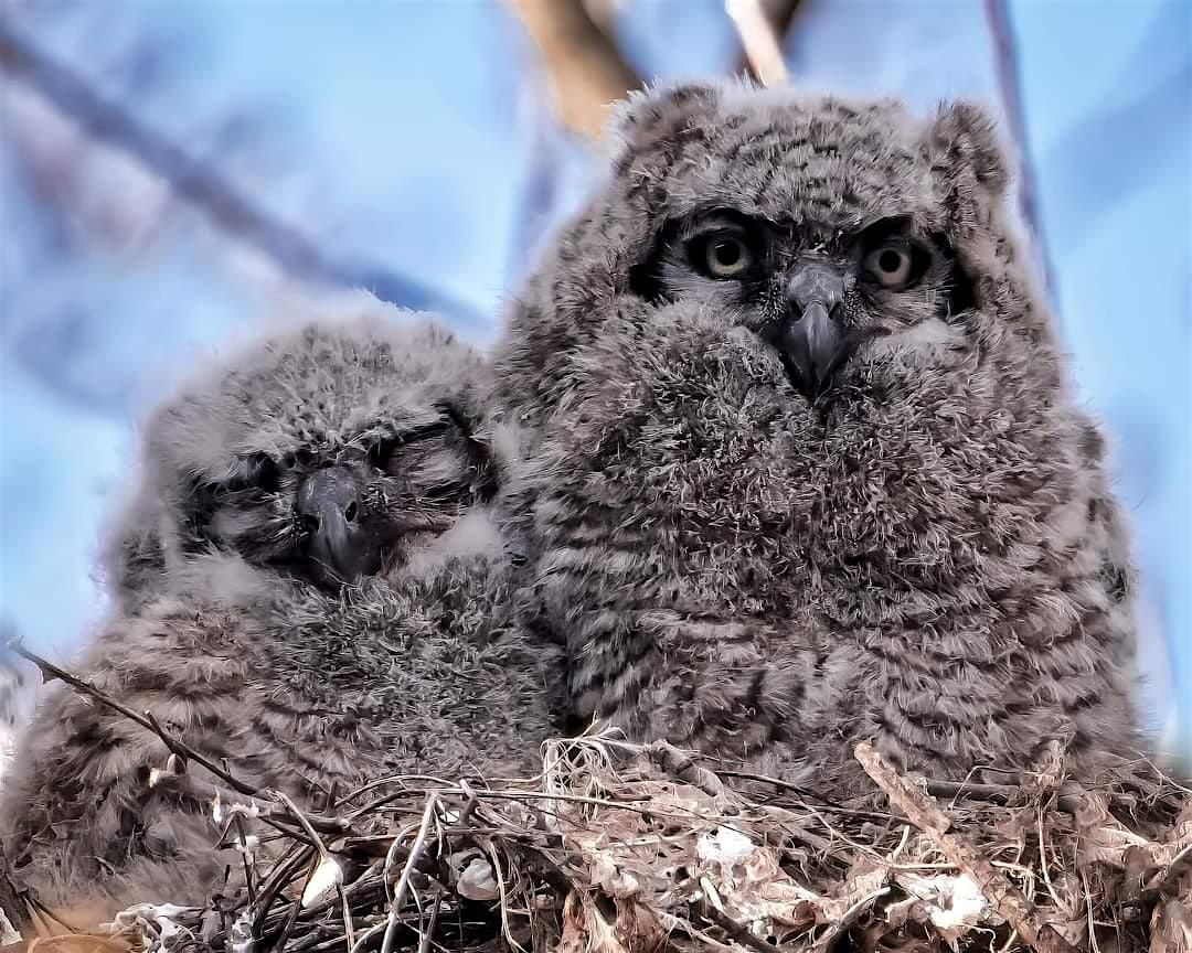 Owls of Riverview Park