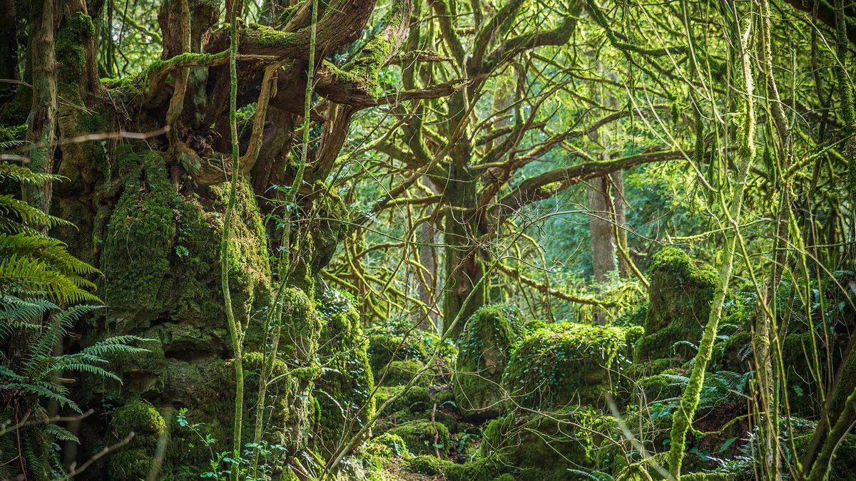 Hornmusikk fra Tolkiens skog