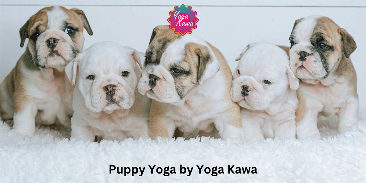 Puppy Yoga (Kids-Friendly) by Yoga Kawa Toronto English Bulldogs