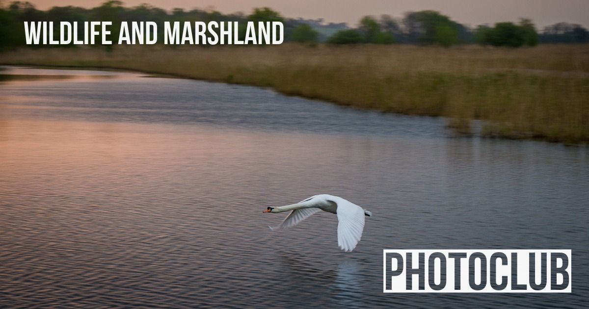  Wildlife and Marshland