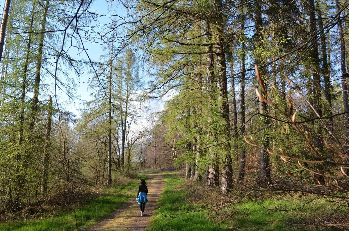 Family Fun: Forest Bathing Walk