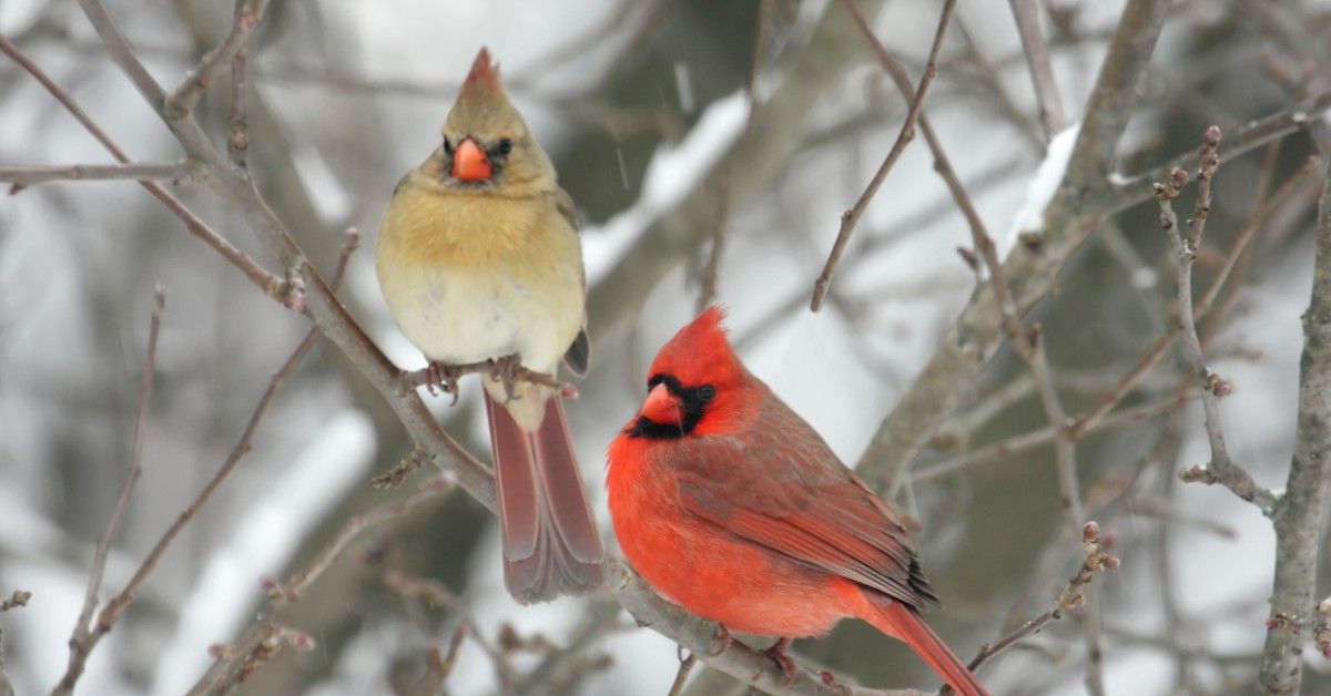 Women in the Woods: Love in the Wild