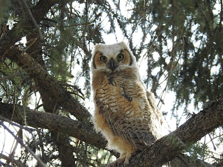 Great Horned Owls - CARRI Summer Speaker Series