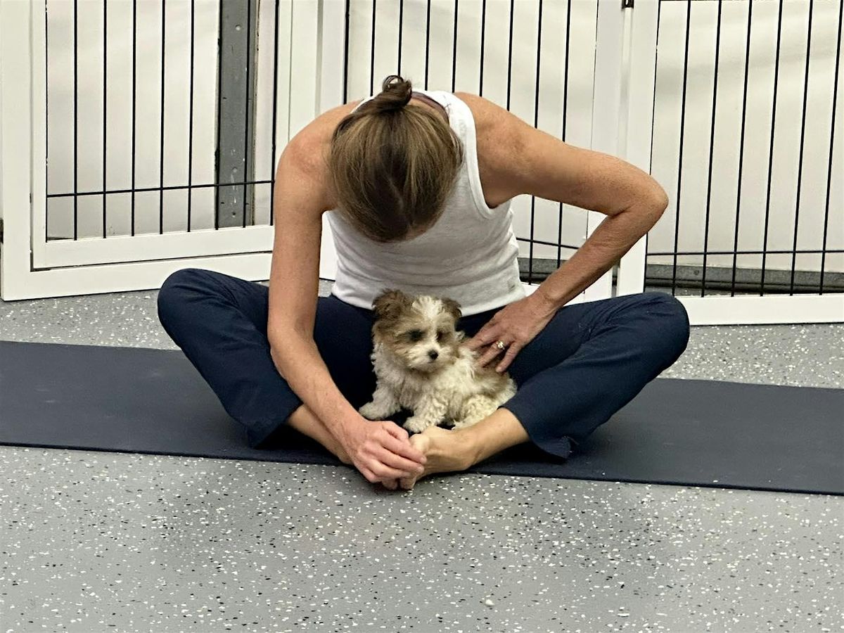 Puppy Yoga