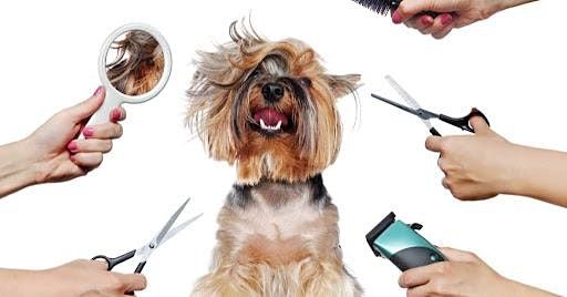 Dog grooming workshop