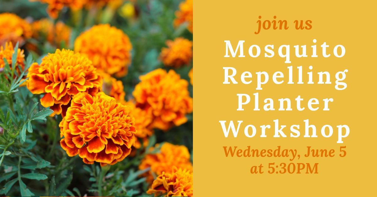 Mosquito Repelling Planter Workshop