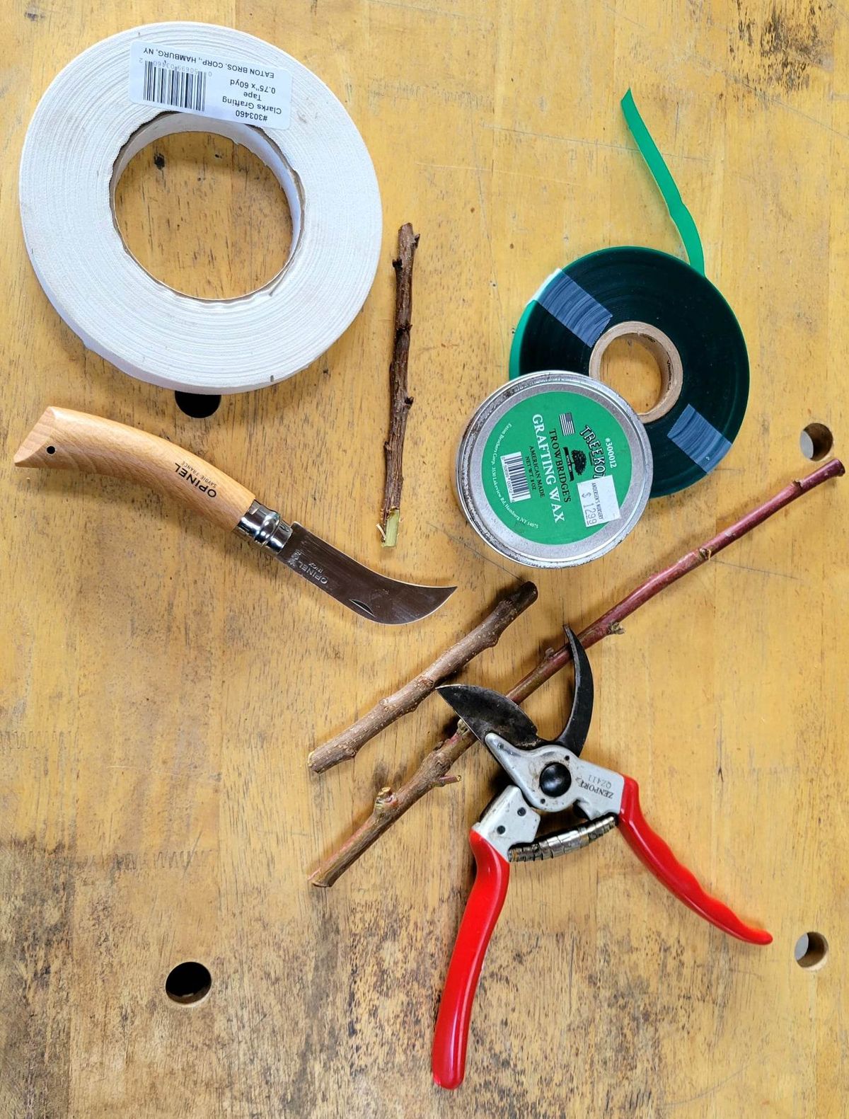 POWAY:  Grafting Fruit Trees with Tyler Trimble