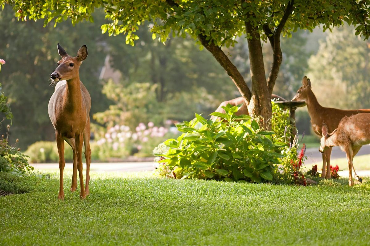 Deer Resistant Gardening