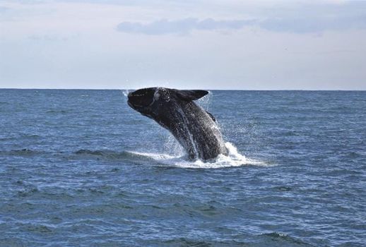 Whale Watching Hike - Coastal Whale Migration