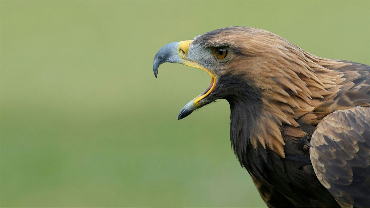 The Golden Eagle  (An Introduction)