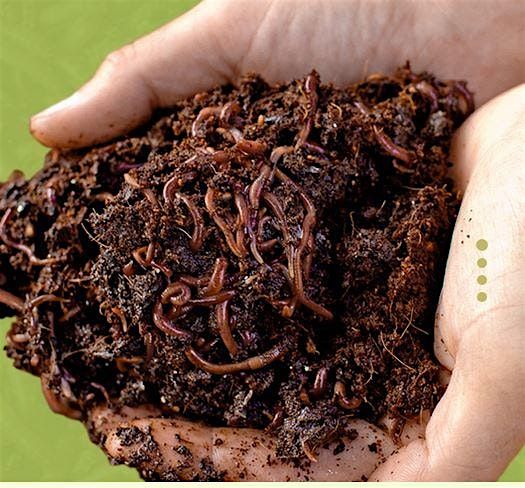 Worm Composting: Gently Harnessing the Power of Worms in Your Garden