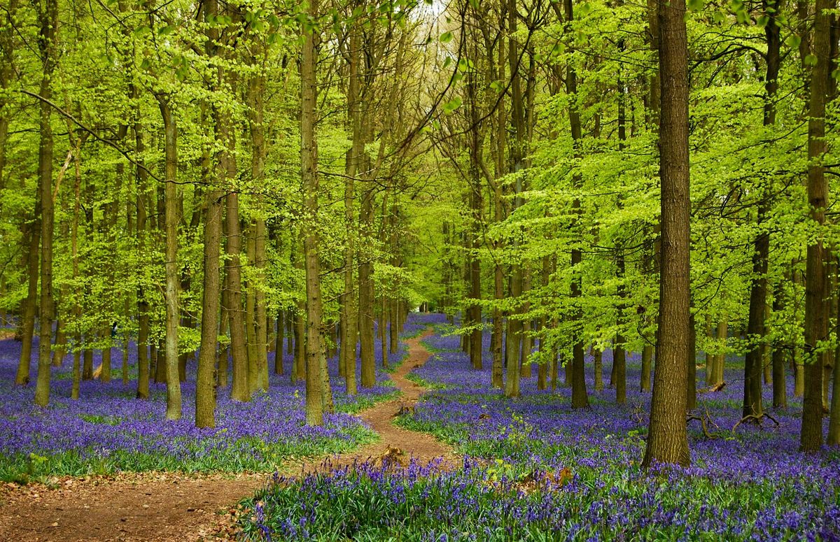 The BLUEBELLS of the Enchanted Forest of Ashridge and the Chiltern hills
