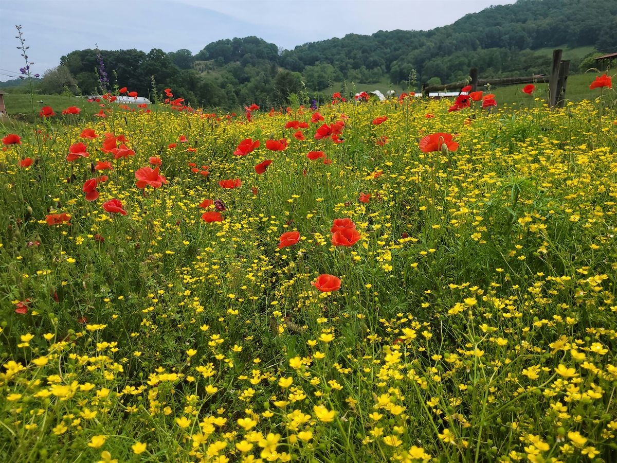 Wildflower Identification