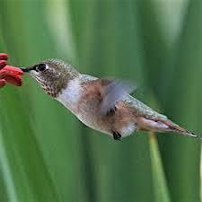 7-13-2024  Hummingbirds