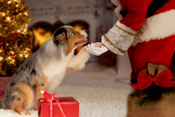 Pet Pictures with Santa