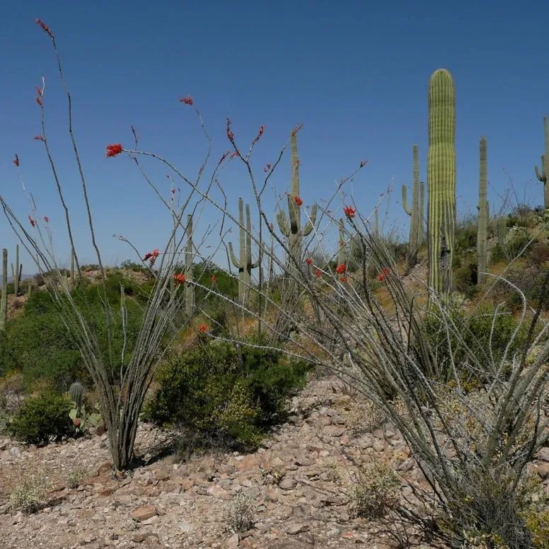 Medicinal Plant Walk: South Mountain