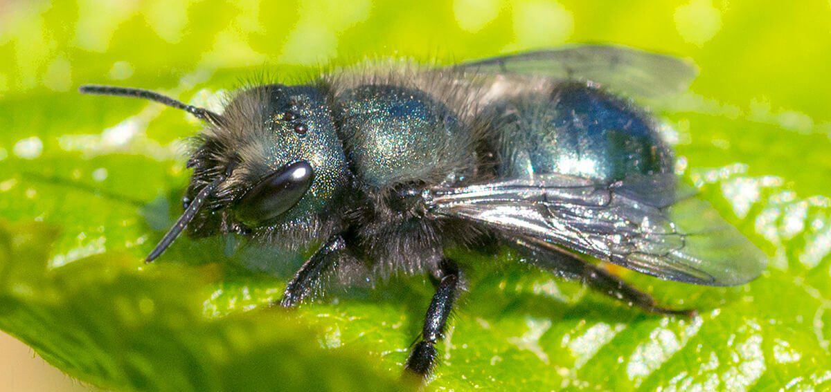 Mason Bee Drop in with Tom Leahy at GARDENWORKS Saanich