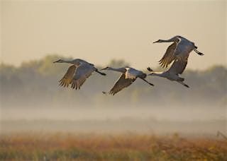 Crane Tour of November 16, 2024