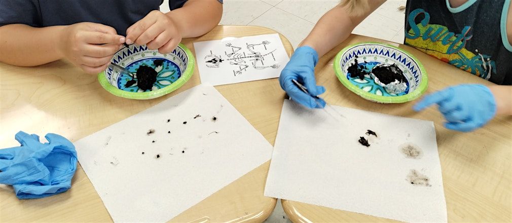 Owl Pellet Dissection