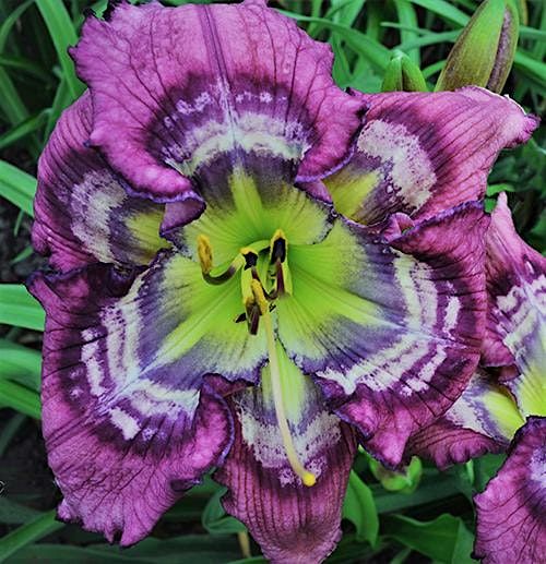 \u201cDazzling Daylilies\u201d Daylily Show and Plant Sale