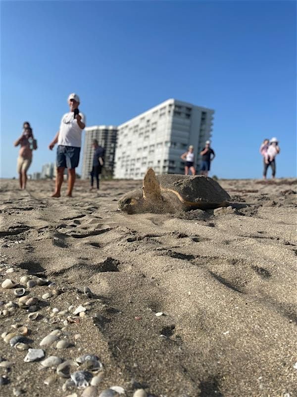 2024 St. Lucie County Nighttime Sea Turtle Walks, Jensen Beach ...
