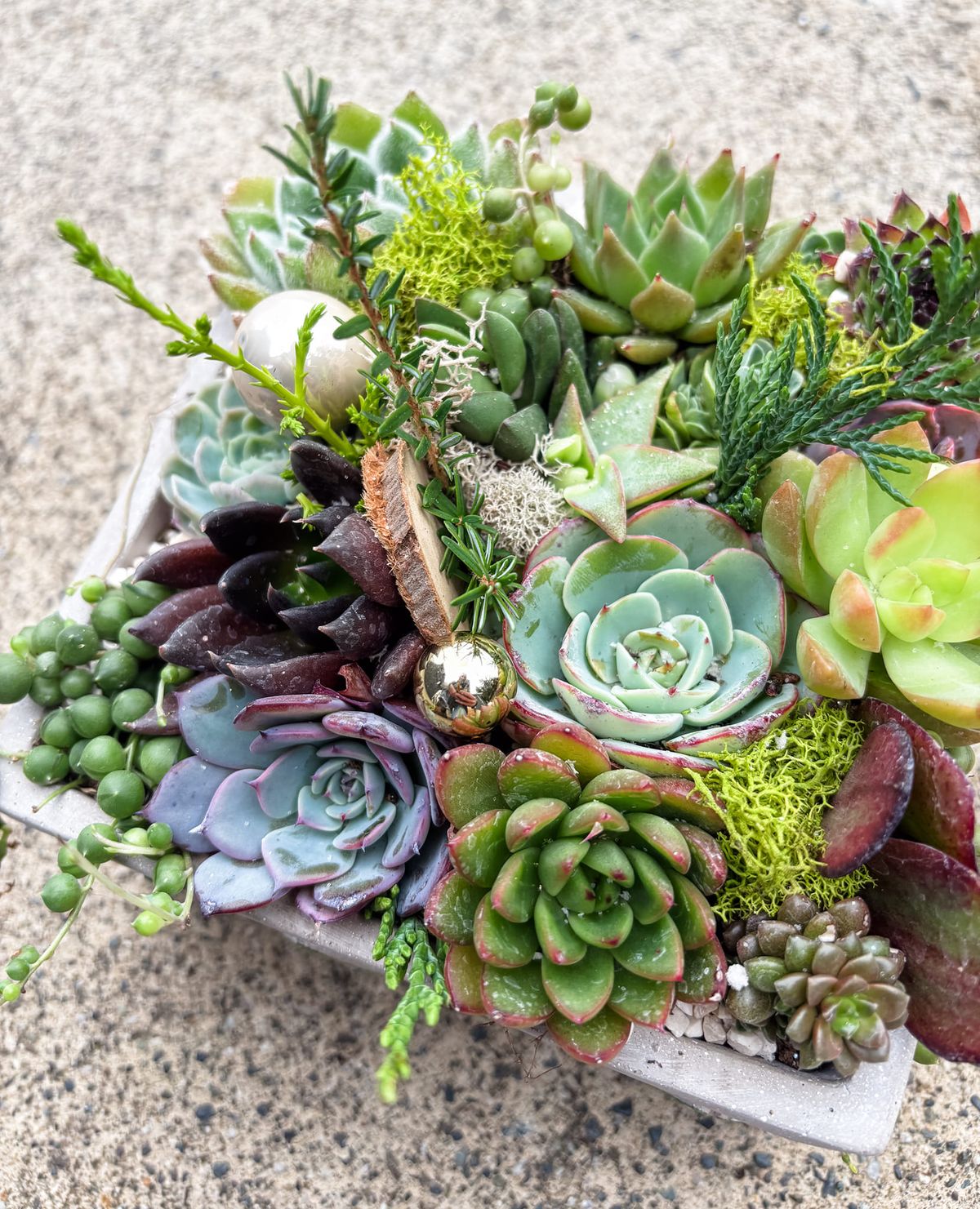 Desktop Succulents in Concrete Planter Workshop