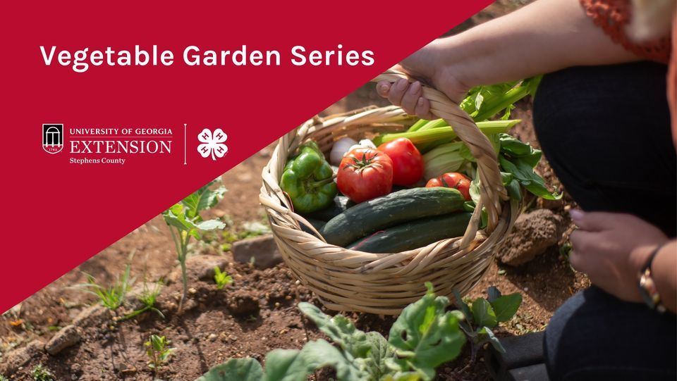 Vegetable Garden Series: Cucumbers & Melons