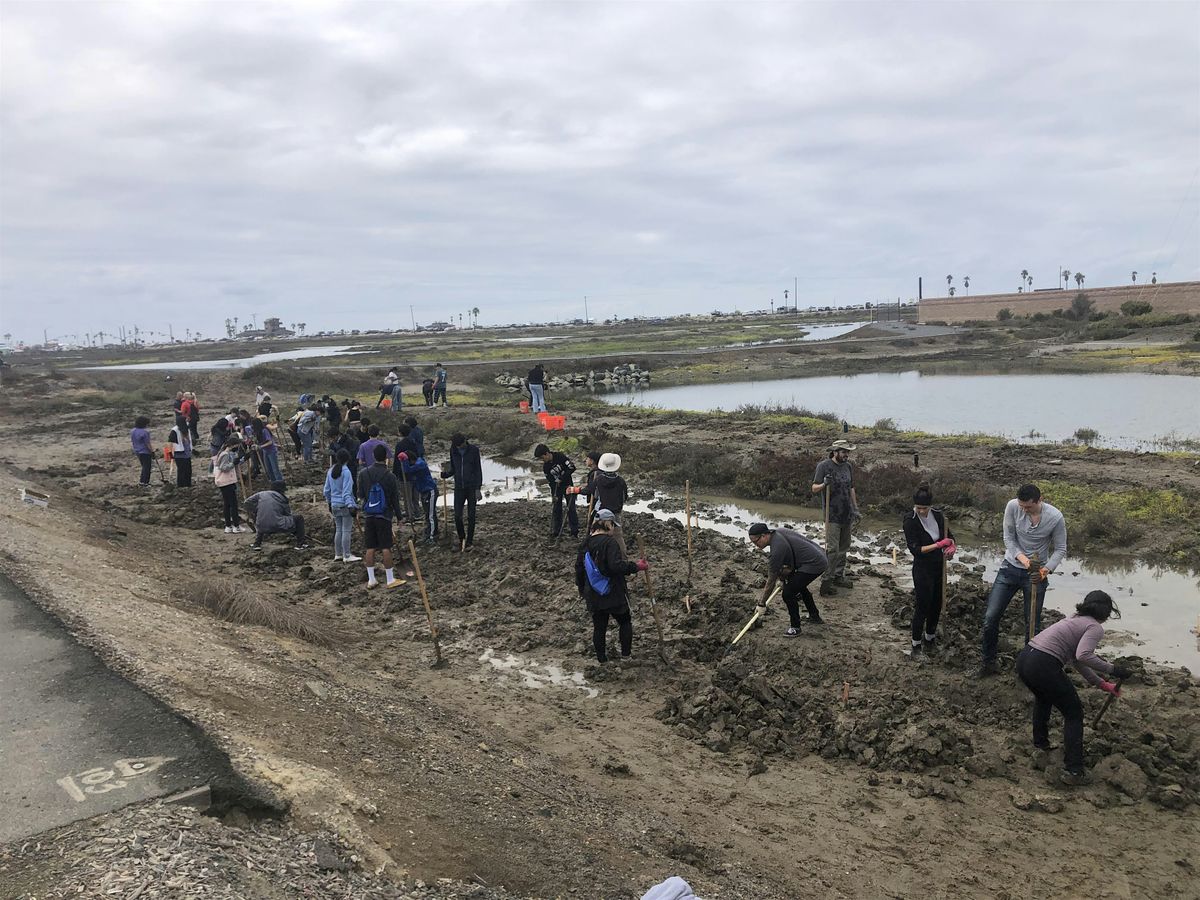 OCH Restoration at Huntington Beach Wetlands Conservancy