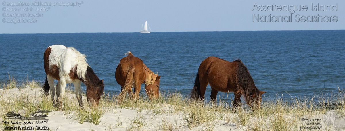 Plein Air Painting the Assateague Back Country with Special Photography Sessions 