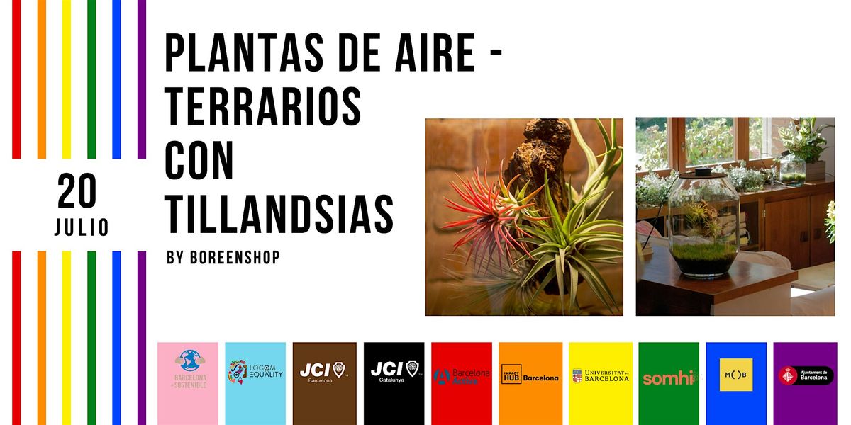 TALLER DE PLANTAS DE AIRE, TERRARIOS CON TILLANDSIAS by BOREEN