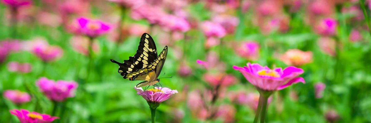 Hummingbird and Butterfly Gardening
