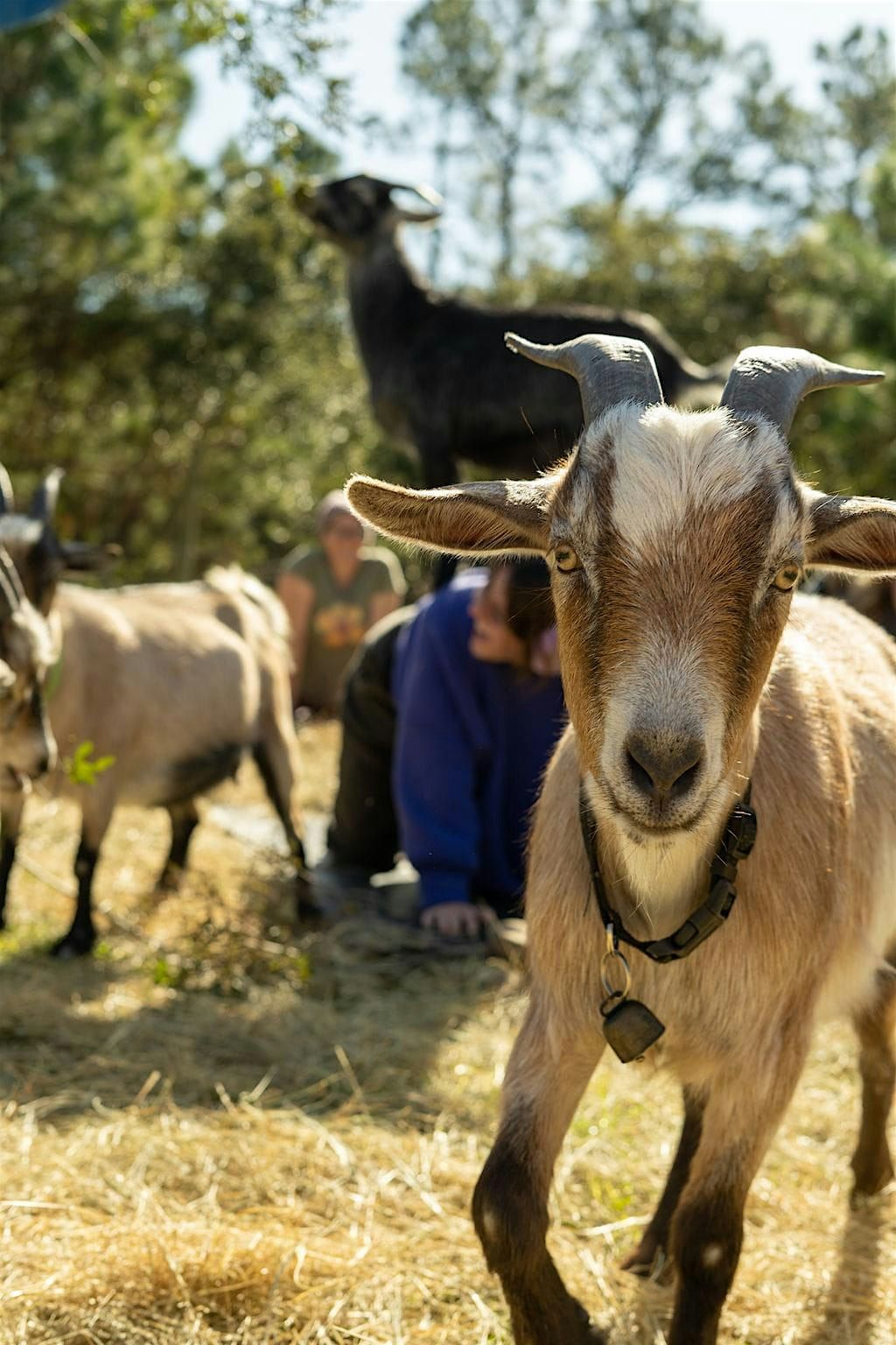 Sunset BYOB Baby Goat Yoga!