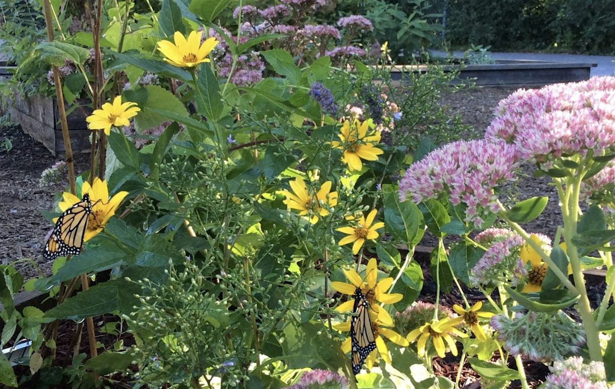 The Rewards and Pitfalls of School Pollinator Gardens