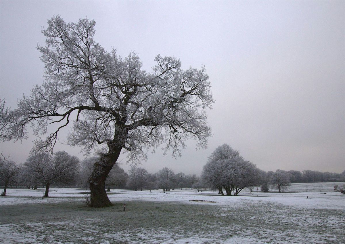 Forest bathing in Stretford - 'Trees in Winter'