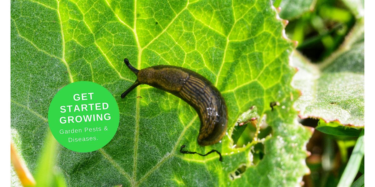 Get Started Growing  - Plant Pests & Diseases