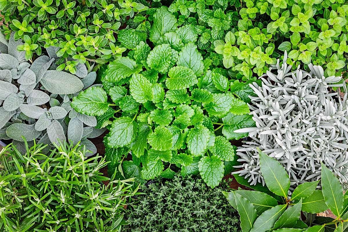 Herbs to Grow for Household First Aid