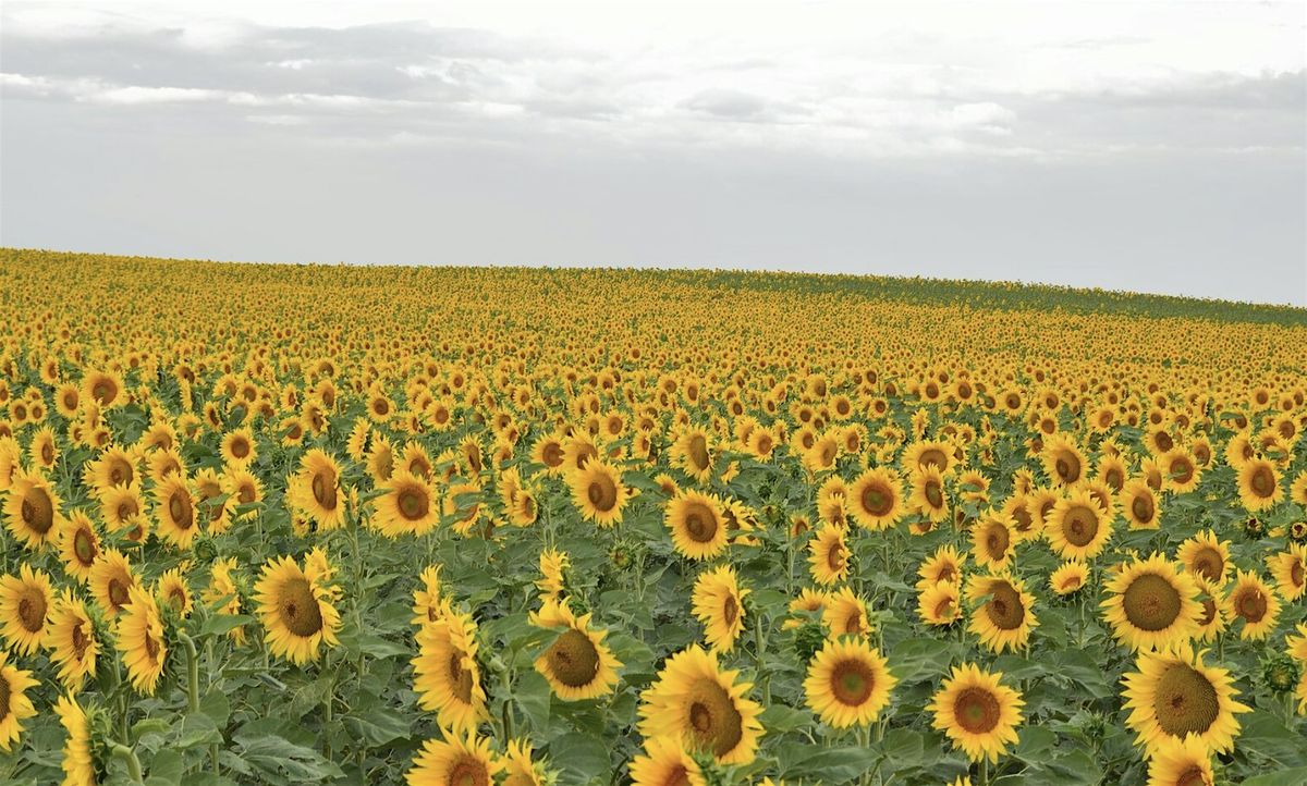 Viaje a Burgos y sus Campos de Girasoles \u2013 12 de Agosto