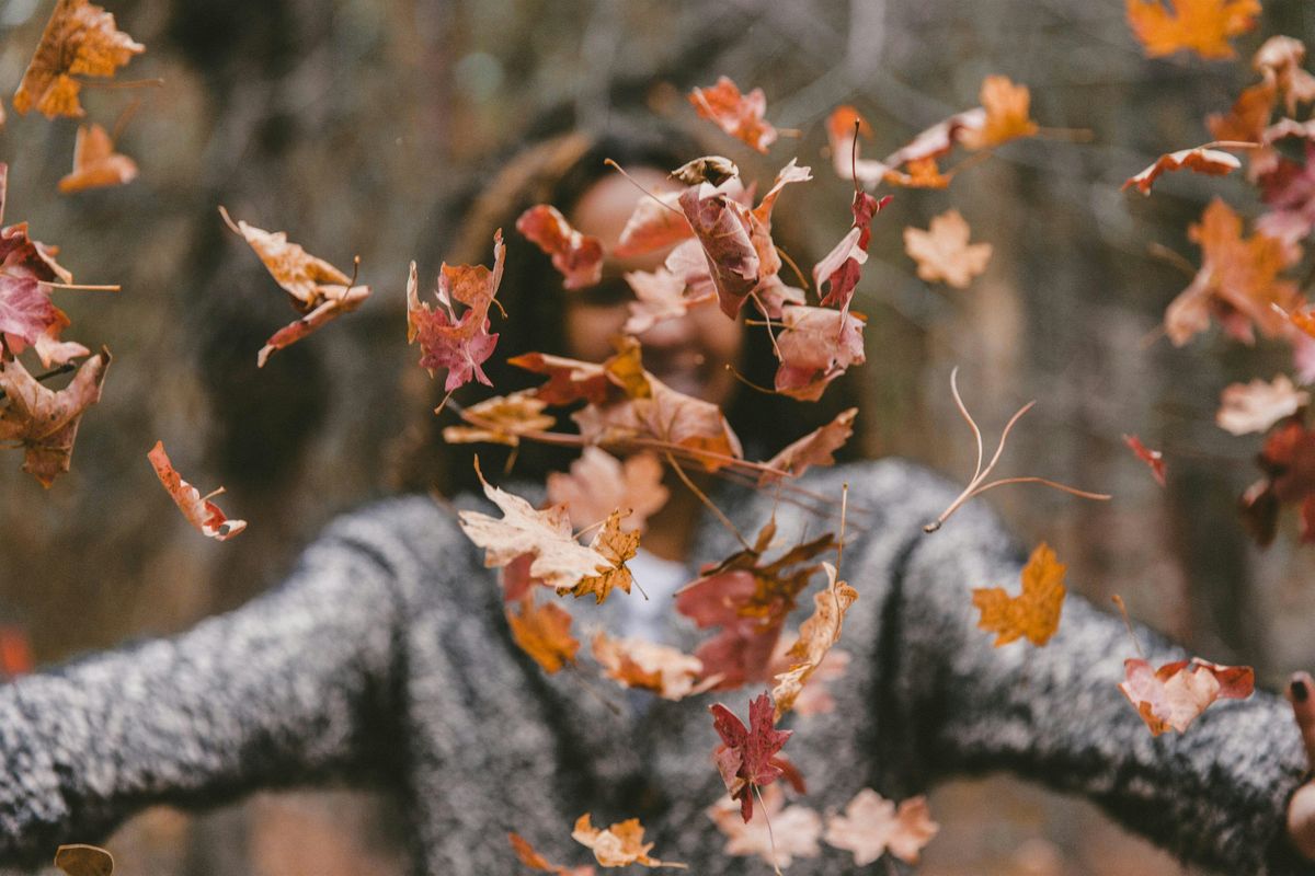 Unwind in the Woods: forest bathing at Salcey