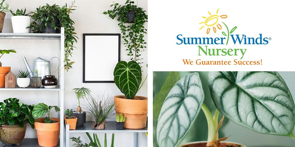 Caring For Tropical Houseplants - Cupertino