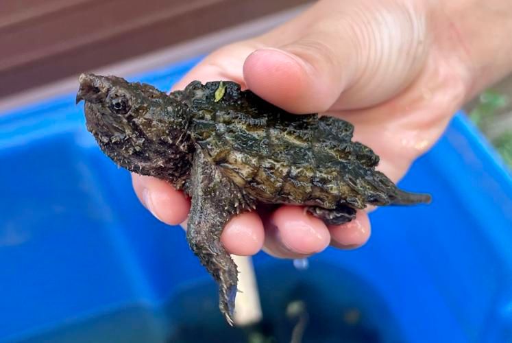 Reintroduction of Alligator Snapping Turtles wth KDWP