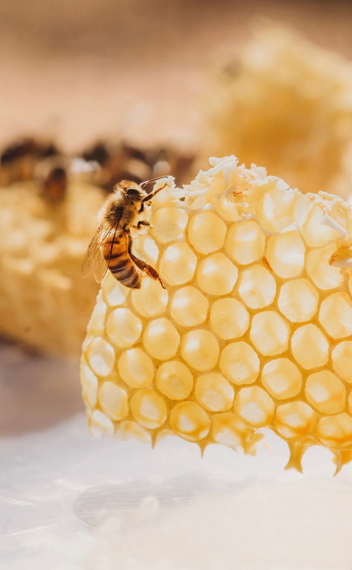 Honey with Dan Paired with Central Otago Bubbles