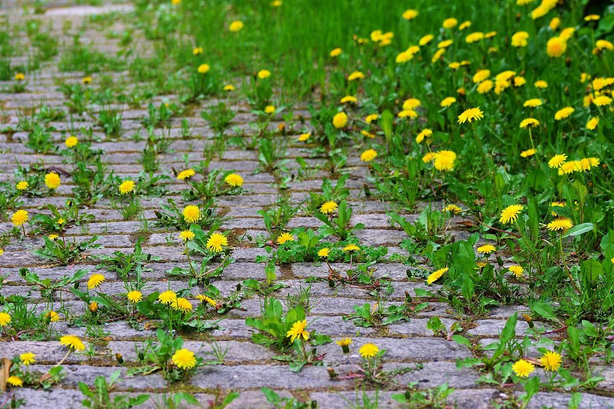 Wild Walks with Manchester Museum: Grass Routes Movement