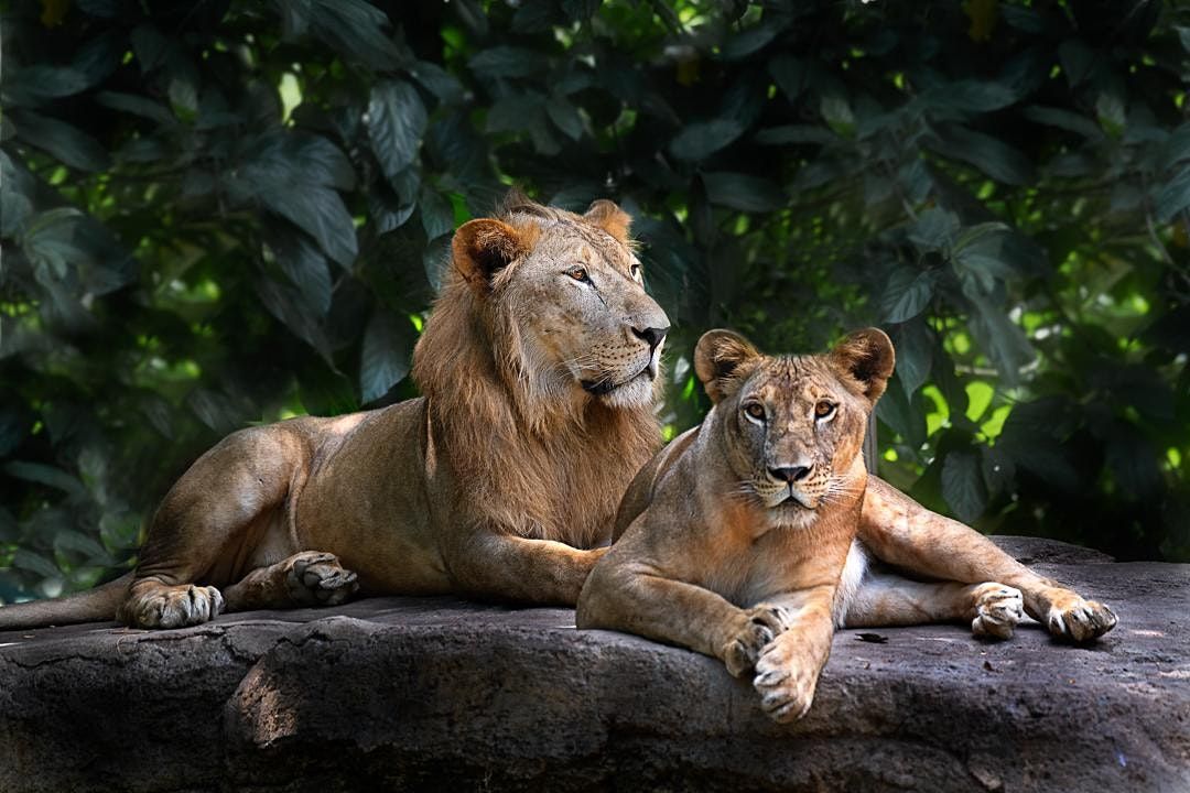 Wildlife Photography in a Zoo setting