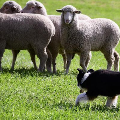 Meeker Classic Sheepdog Championship Inc.