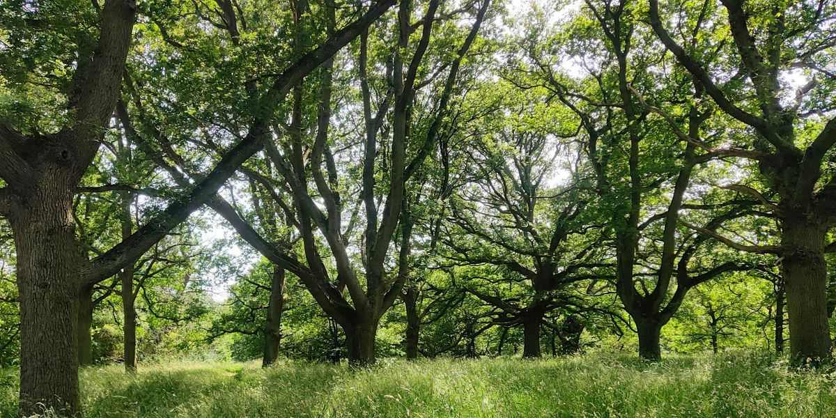 Guided Walk: A Celebration of Epping Forest - Part of Urban Tree Festival
