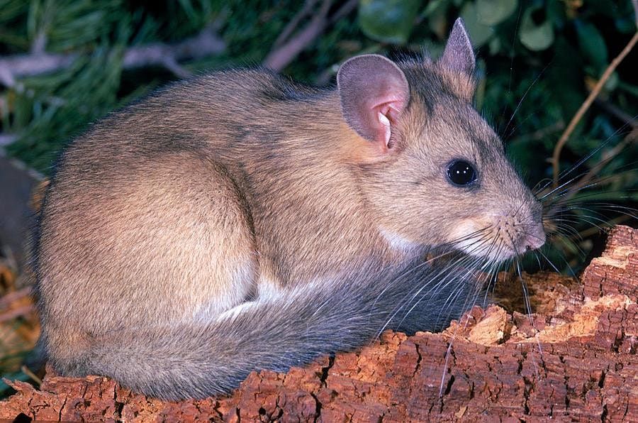 Pack Rat Taxidermy