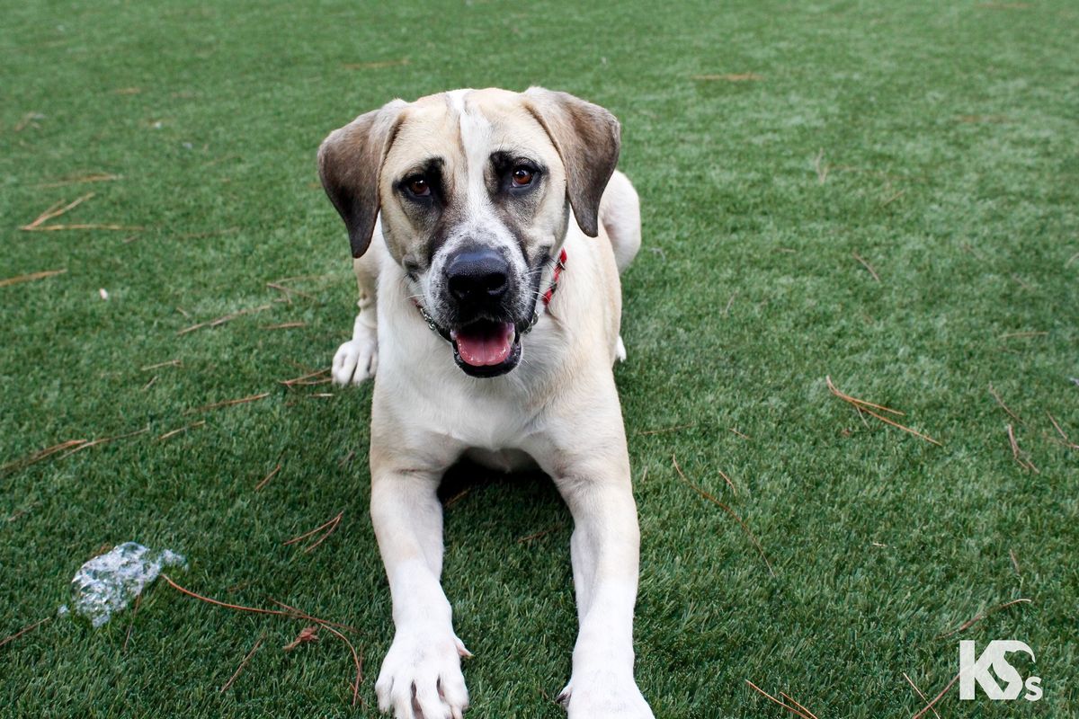 Regency PetSmart Adoption Event