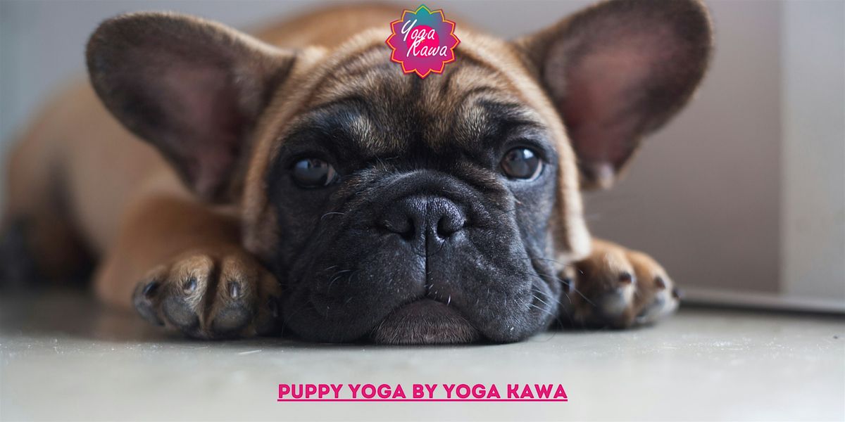 Puppy Yoga (Family-Friendly) by Yoga Kawa Hamilton Frenchies